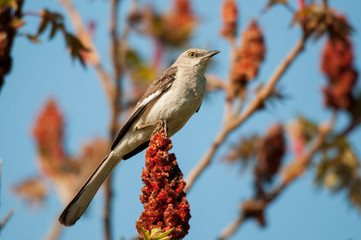 Northern Mockingbird