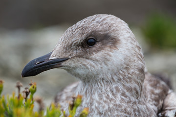 Young seagull