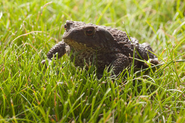 frog sitting on green grass