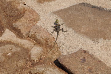 Namibische Rock Agama, Grootberg, Damaraland, Namibia, Afrika