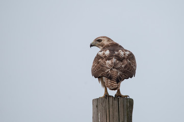 Red-tailed Hawk