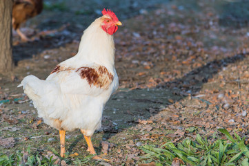 White rooster