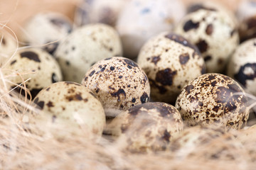 Obraz premium quail eggs lie in a nest on the boards