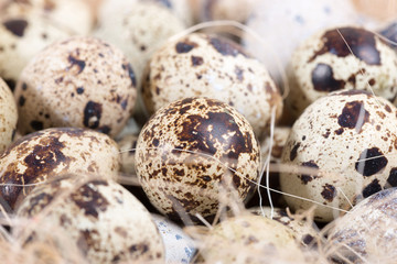 quail eggs lie in a nest on the boards