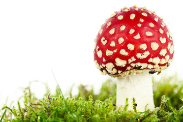 Fly agaric or fly Amanita mushroom, Amanita muscaria