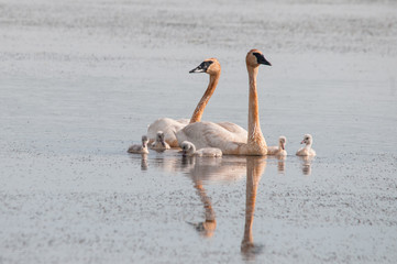 Trumpeter Swan