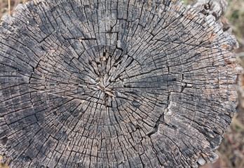 Cross section of tree old wood texture background