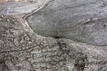 Old wood texture background