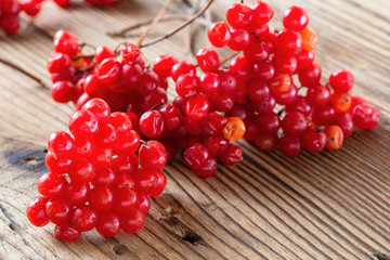 Ripe tasty viburnum