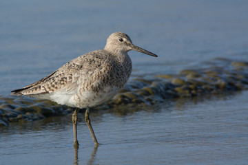 Willet