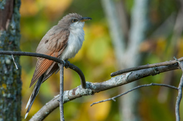Yellow-billed Cuckoo