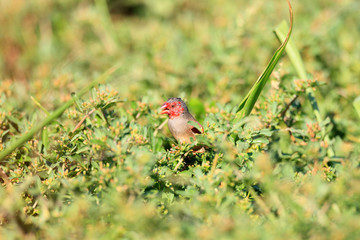 Crimson Finch (Neochmia phaeton) in Darwin,Australia