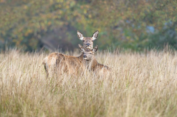 Red Deer Hind and Fawn