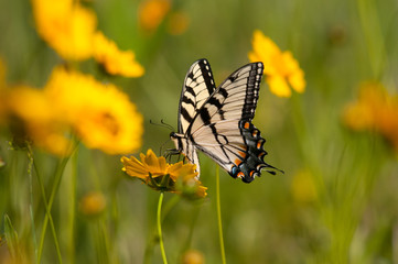 Eastern Tiger Swallowtail