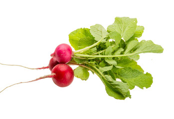 Fresh radish