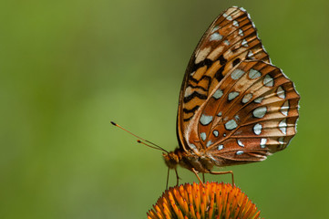 Great Spangled Fritillary