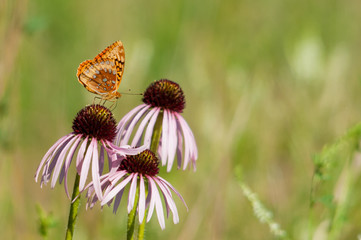 Great Spangled Fritillary