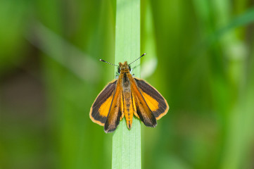 Least Skipper