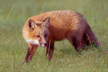 Young Fox in Field