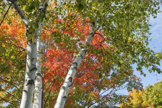 Autumn leaf colors on silver birch trees