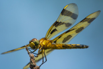 Halloween Pennant
