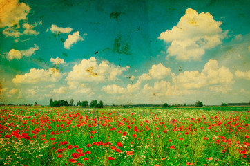 poppy flowers