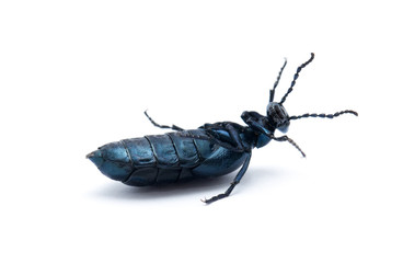 Beetle