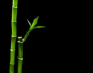 Fototapeta na wymiar Fresh bamboo isolated on black background