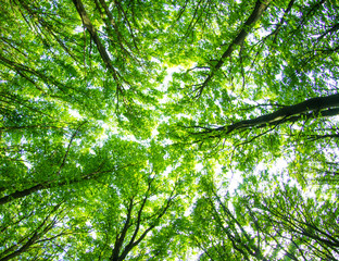 Fototapeta premium green forest