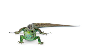 Lizard on white background