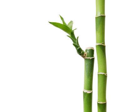 Bamboo isolated on white