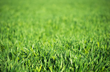 green grass
