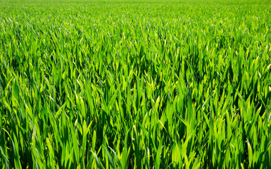 Background of a green grass