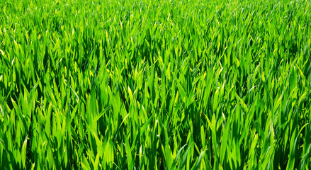 Green lawn for background
