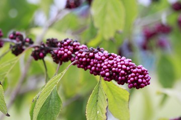 Florida Landscapes - berries