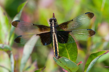 Widow Skimmer