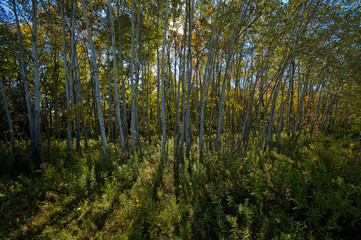 Obraz premium Aspens