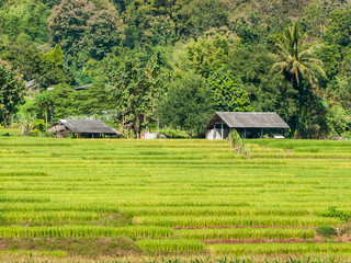 Fototapeta na wymiar Rice fields in Chiangmai Thailand.