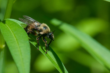 Robber Fly Laphria thoracica