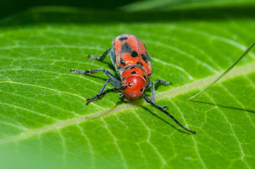 Red Milkweed Beetle
