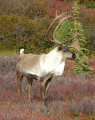 Male Caribou in Fall Color