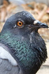 dove