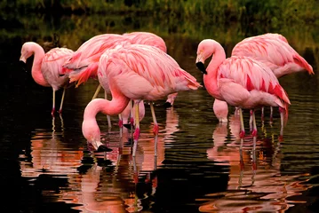 Tuinposter Flamingo Chileense flamingo& 39 s weerspiegelen in het water