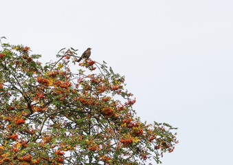 Blackbird Berry Bounty