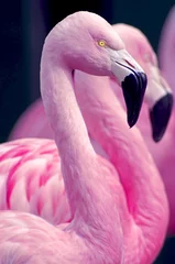 Abwaschbare Fototapete Flamingo Rosa Flamingos