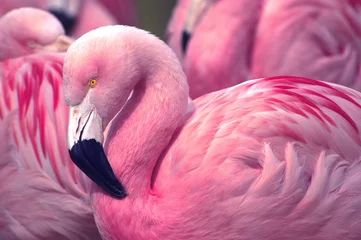 Printed roller blinds Flamingo Chilean Pink Flamingo