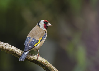 Goldfinch (Carduelis-carduelis)