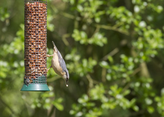 Nuthatch