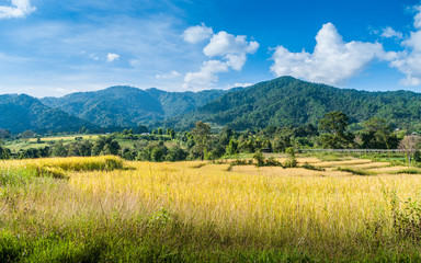 Rice fields in Chiangmai Thailand.