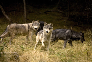Naklejka premium Curious Wolves in field